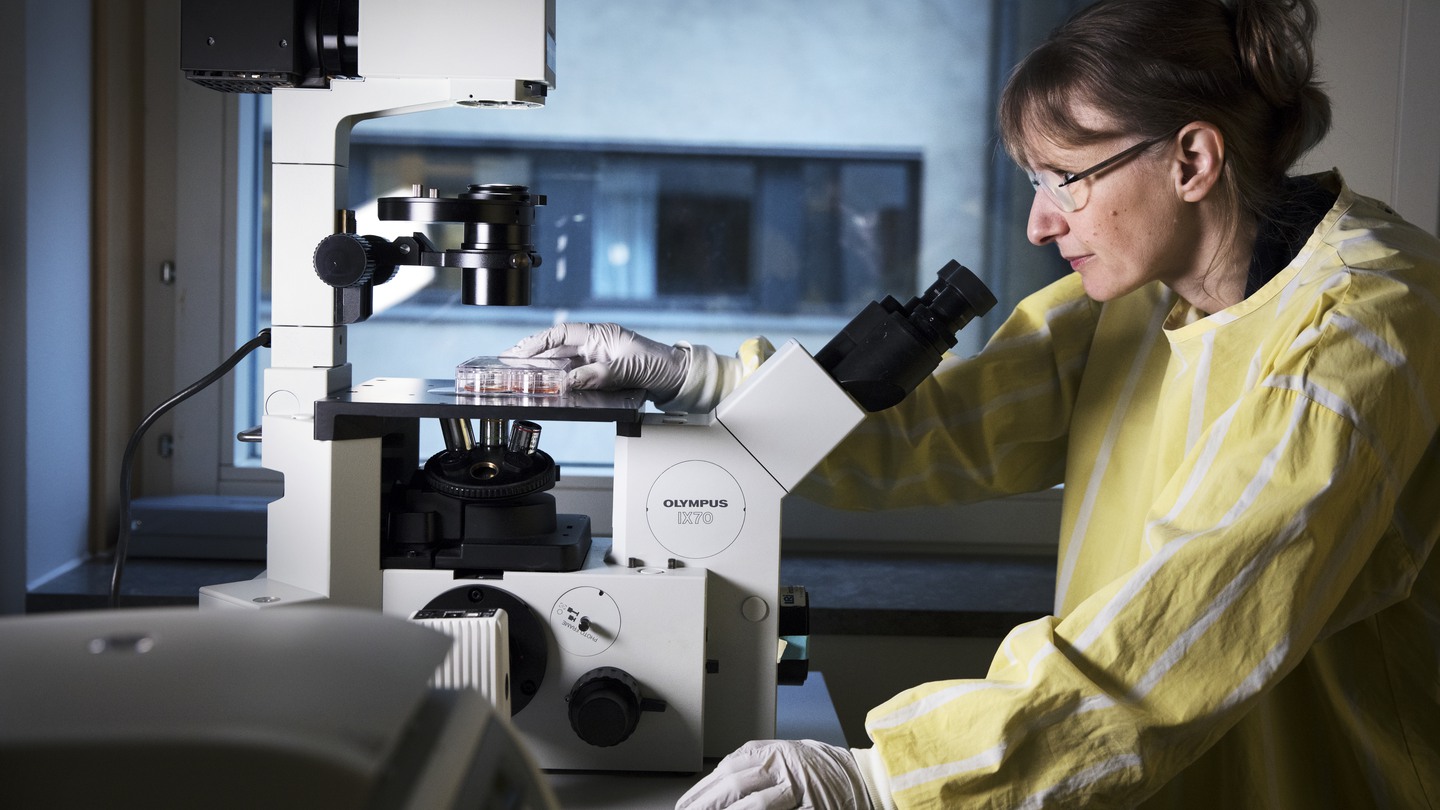 Barncancerforskaren Charlotte Böiers i Lund.”Charlotta forskar om leukemi som drabbar spädbarn. Hon vill förstå det absolut första steget i leukemiutvecklingen, det som sker redan i fosterstadiet..På bild : Charlotte inspekterar cellkulturen via mikroskop som förvaras i en inkubator där cellerna förökar sig och växer.Fotograf: Johan Bävman