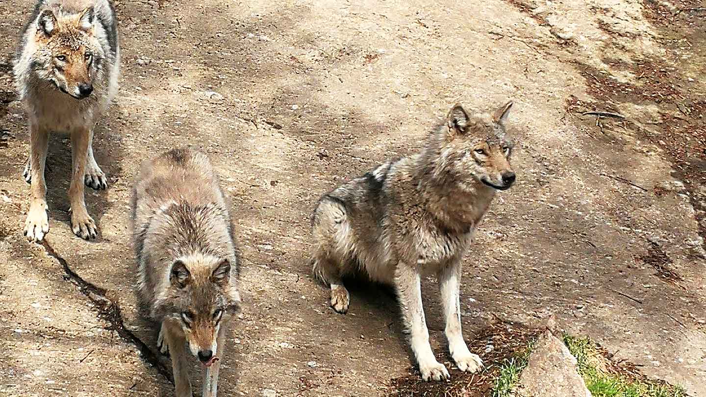 Järvzoo vargar Järvzoo vargar
