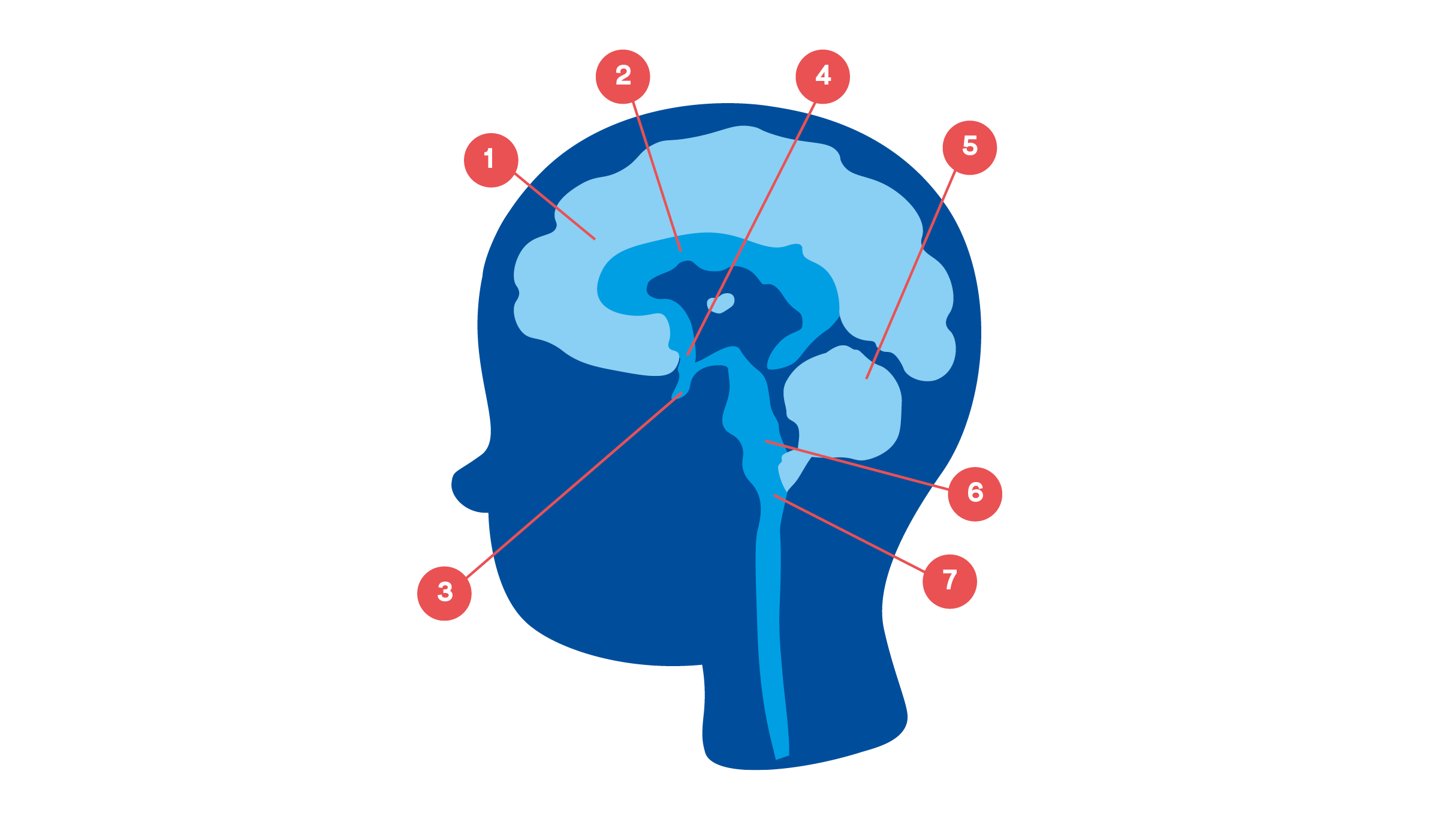 illustration av hjärnan