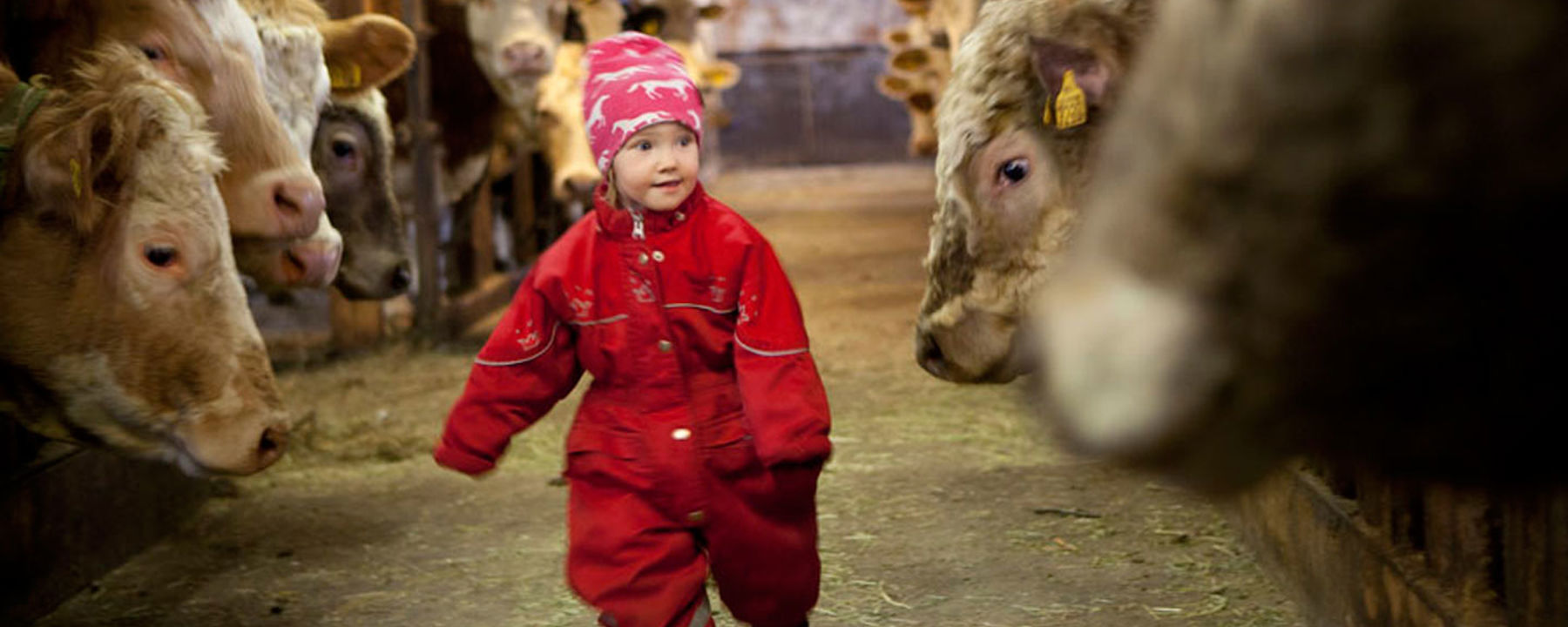 Elsa går bland korna i ladugården.