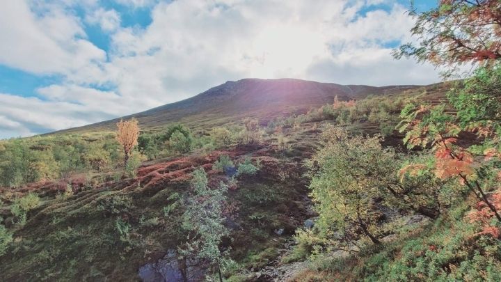 Träd i höstfärger och fjäll i bakgrunden