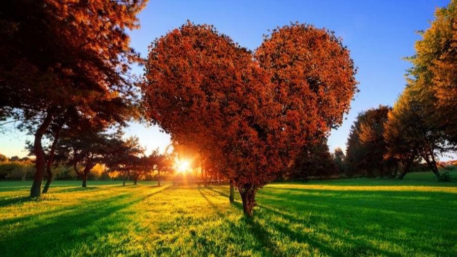 Stort hjärtformat lövträd i höstfärger, på gräsmatta. Nedgående sol i bakgrunden.