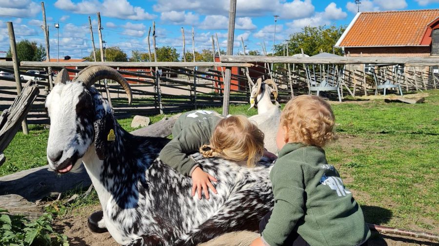 Två barn klappar get med horn, sommar